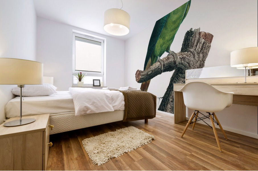 Ring-necked parakeet  Mural print