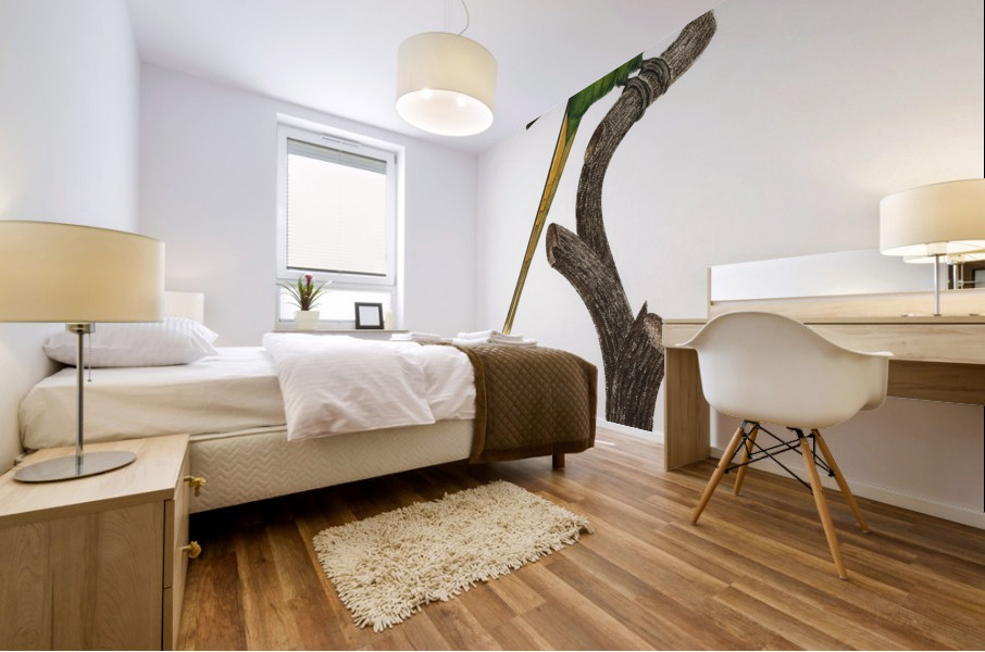 Plum-headed parakeet  Mural print