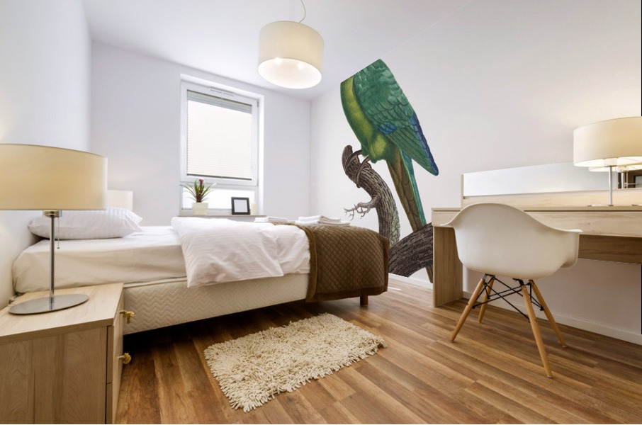 St Thomas conure  Mural print