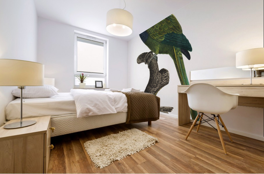 Quaker parrot  Mural print