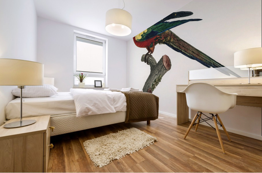 Sun parakeet  Mural print
