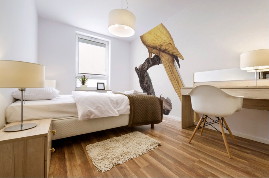 Lutino parakeet  Mural print