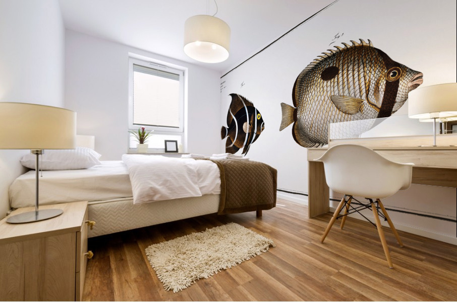 1. Chaetodon unimaculatus 2. Arc-Fish Chaetodon arcuatus Impression murale