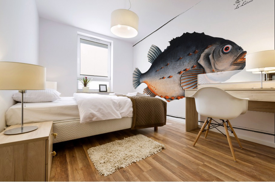 Lump Cycloterus lumpus Mural print