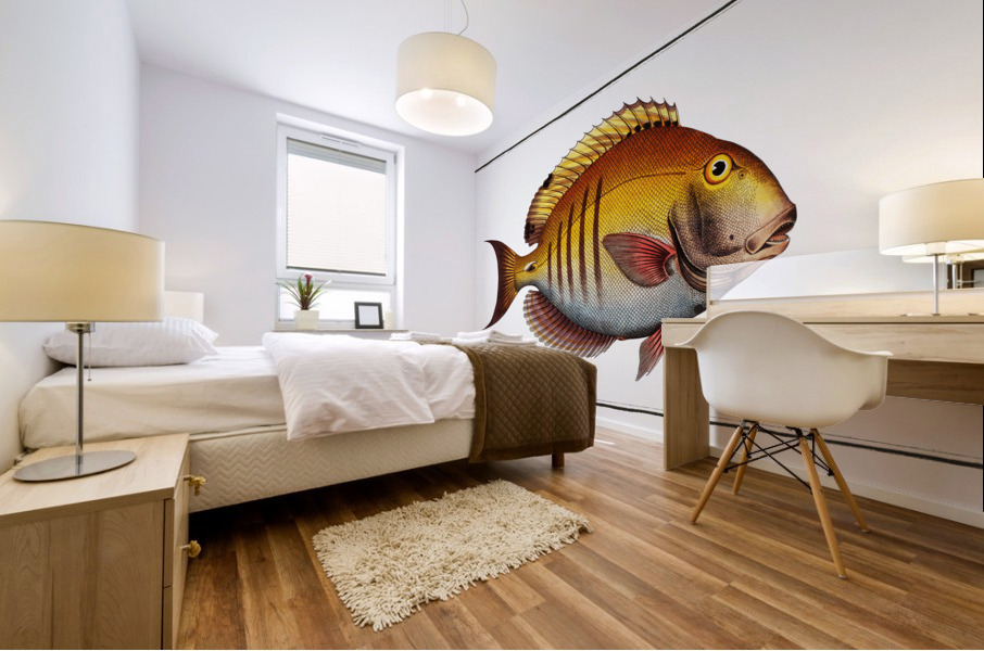 Surgeon Chaetodon Chirurgus Mural print