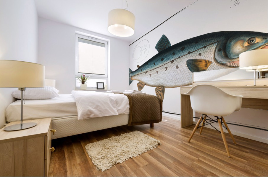 Salmon Salmo Salar Mural print