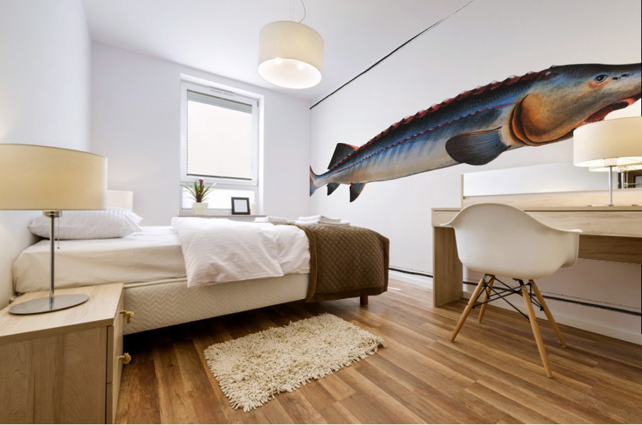 Great Sturgeon Acipenser Huso Mural print