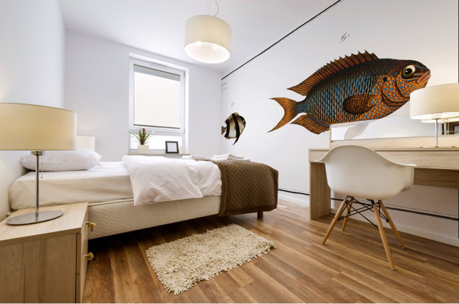 1. Chaetodon Pavo 2. Chaetodon aruanus Mural print