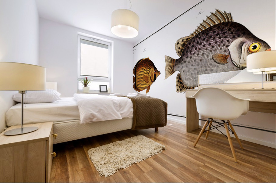 1. Chaetodon Argus 2. Chaetodon vagabundus Mural print