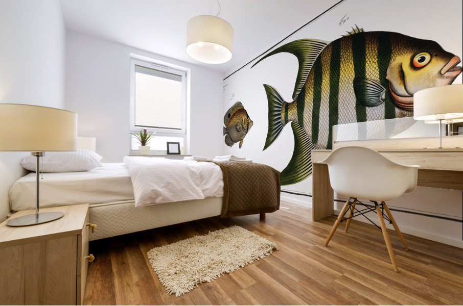 1. Chaetodon Plümieri 2. Chaetodon ocellatus Mural print