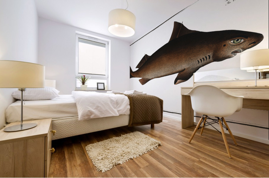 Centrina Squalus Centrina Mural print