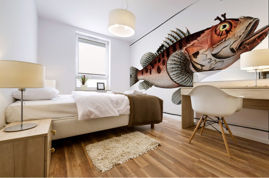 Poisonnet Grooper Scorpaena Scrofa Mural print