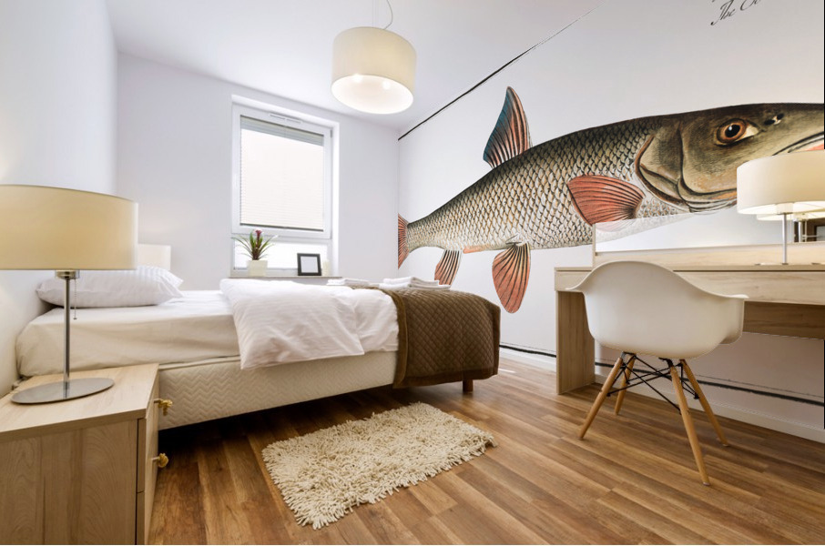 Barbel Cyprinus Barbus Mural print