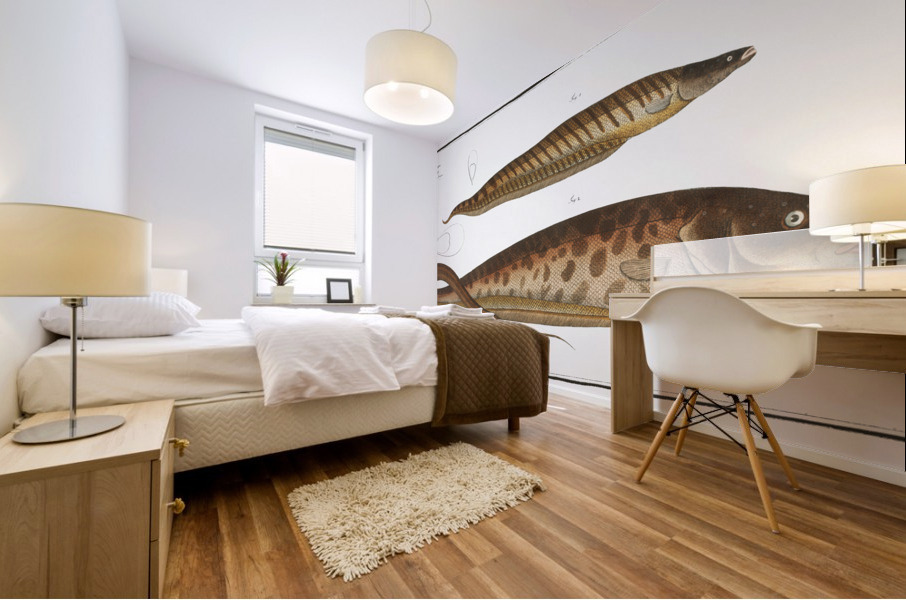 1. Gymnotus brachiurus 2. Gymnotus Carapo Impression murale