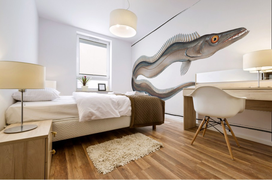 Sword-Fish Trichiurus Lepturus Mural print