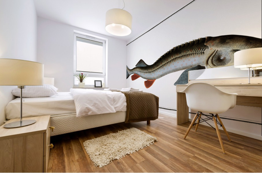 Rusfish-Sturgeon Acipenser Ruthenus Mural print