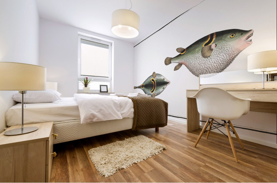 Eyespot puffer Tetrodon ocellatus Mural print