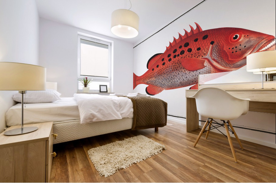 Apue Bodianus apua Mural print