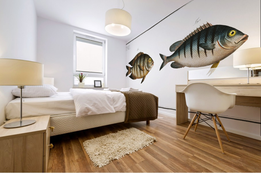 1. Chaetodon Mauritii 2. Chaetodon Bengalensis Mural print