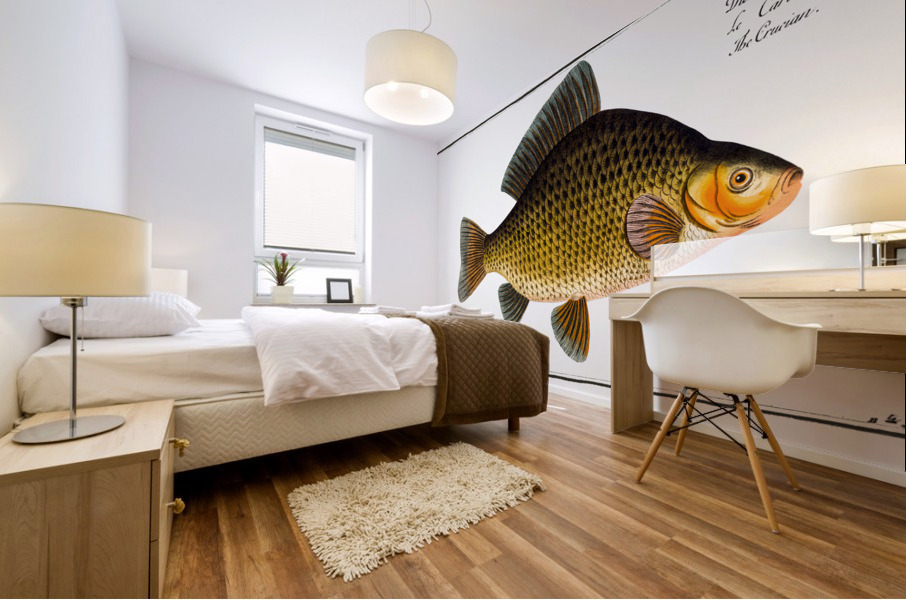 Crucian Cyprinus Carassius Mural print