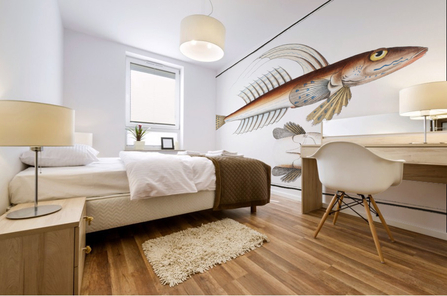 Gemmeous Dragonet Callionymus Lyra Mural print