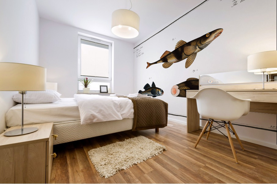 1. 2. Rough Perch Perca Asper 3. Blue Goby Gobius Jozo Mural print