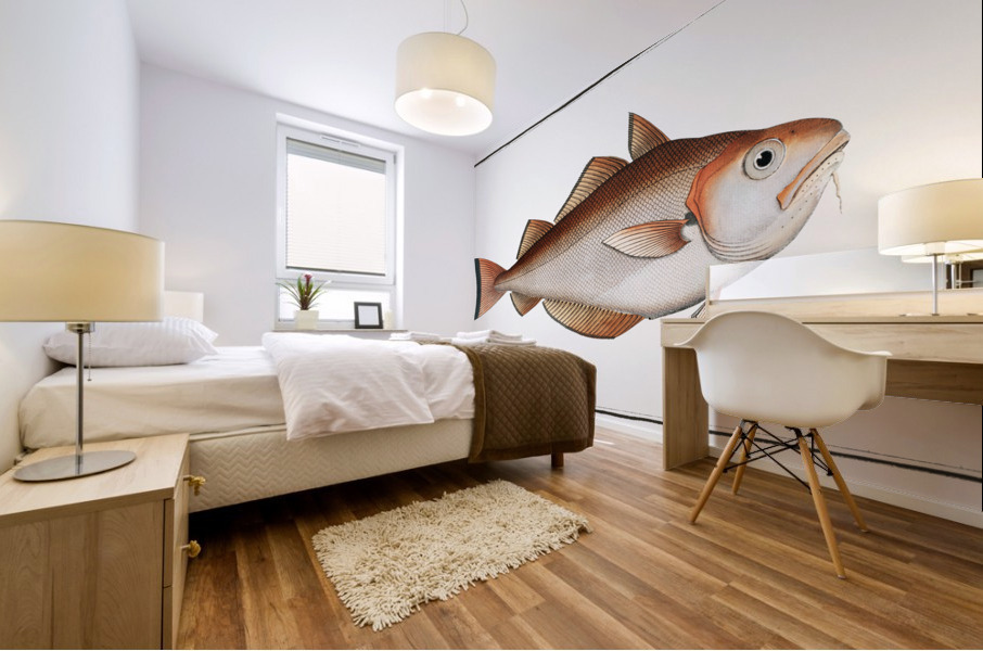 Whiting Pout Gadus Barbatus Mural print