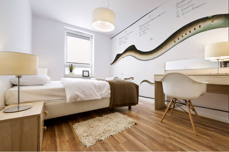 1. Lesser Samprey Petromyzon Fluviatilis 2. Pride Petromyzon Branchialis 3. Planers Samprey Petromyzon Planeri Mural print