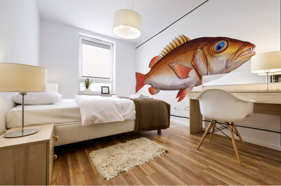 Dogs-tooth Sparus Cynodon Mural print