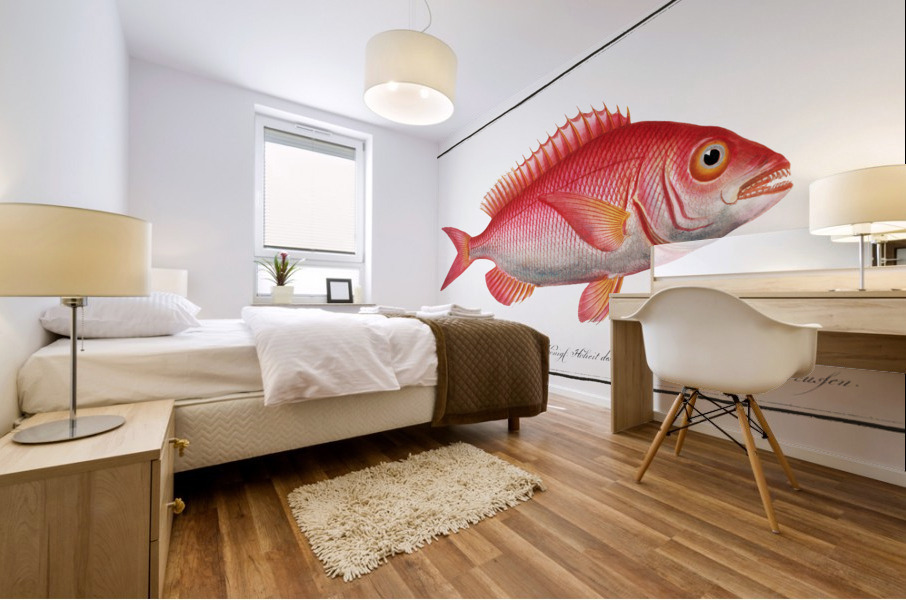 Sea-Roach Sparus Erythrinus Mural print