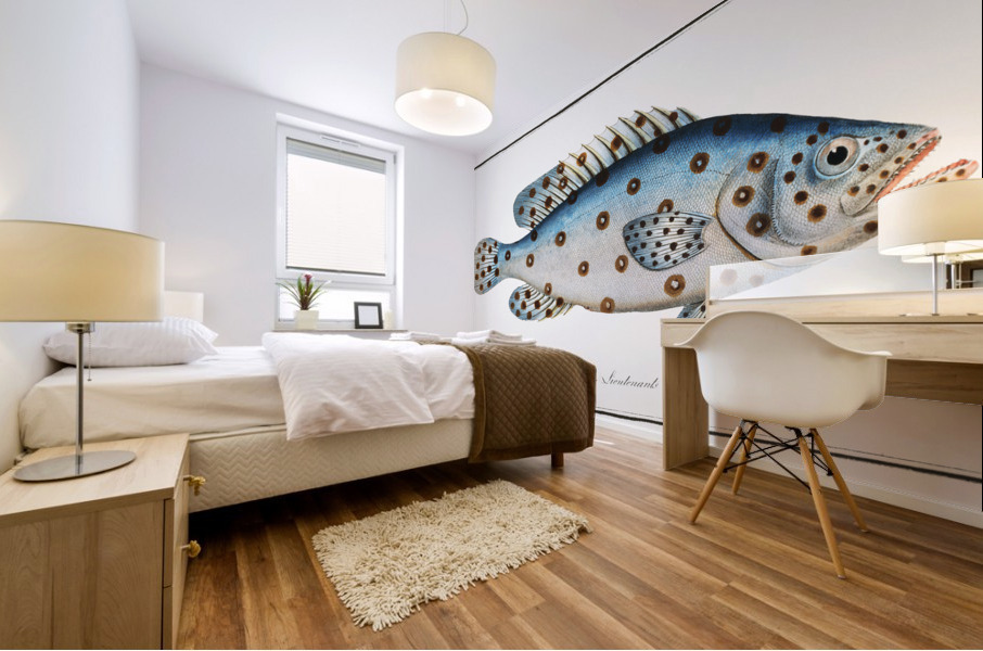 Argus Anthias Argus Mural print