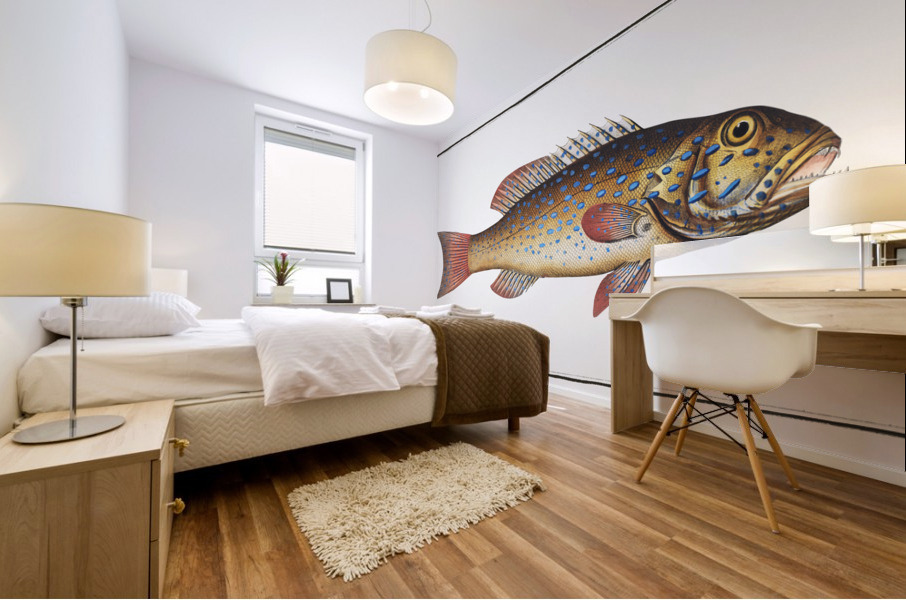 Maculated Bodian Bodianus maculatus Mural print