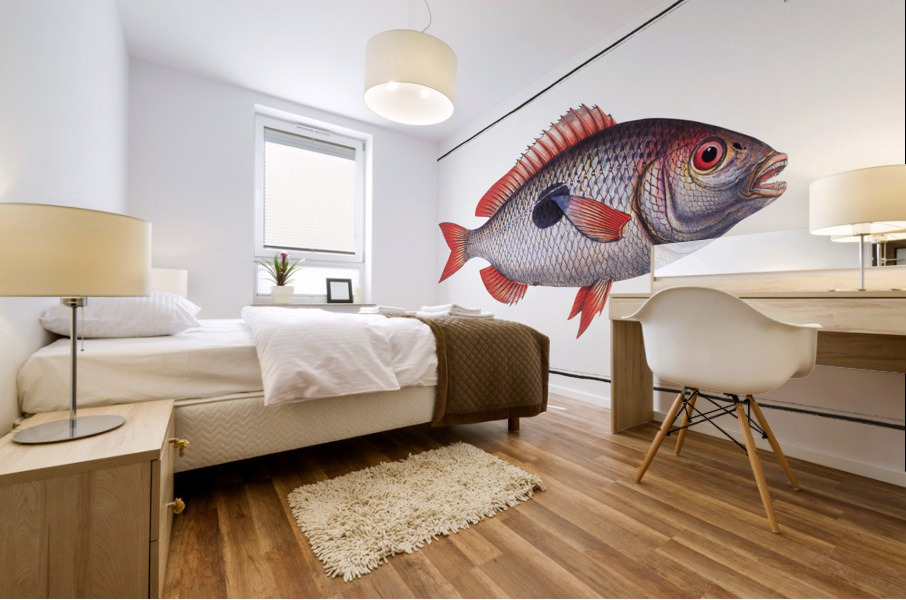 Cackerel Sparus Maena Mural print