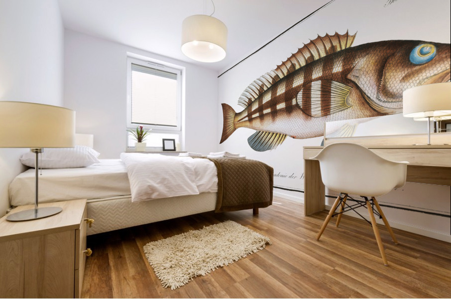 Streaked Wall-eye Epinephelus striatus Mural print