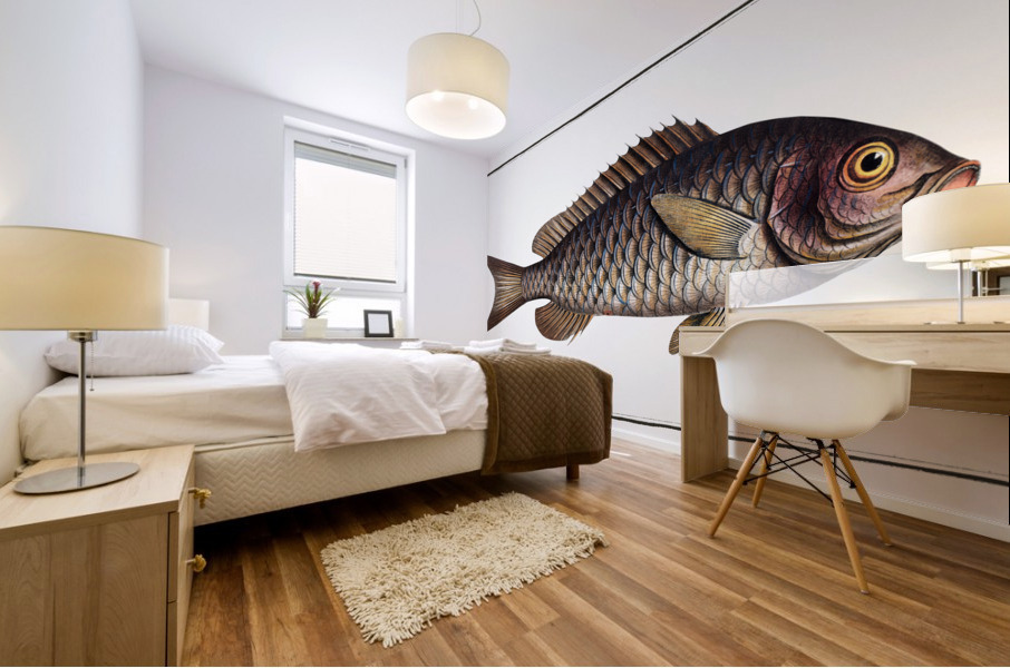 Great-scaled Bodian Bodianus macrolepidotus Mural print