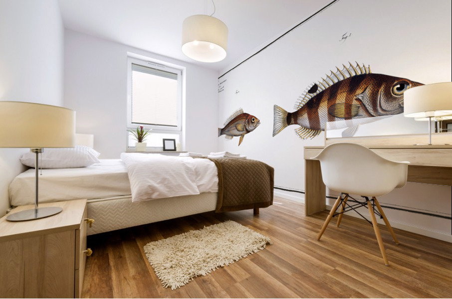 1. Streaked Holocentre Hoocentrus striatus 2. Silver-Holocentre Holocentrus Argentinus Mural print