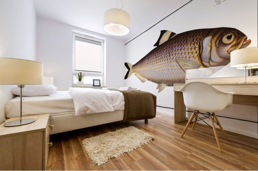 Chinese Herring Clupea sinensis Mural print