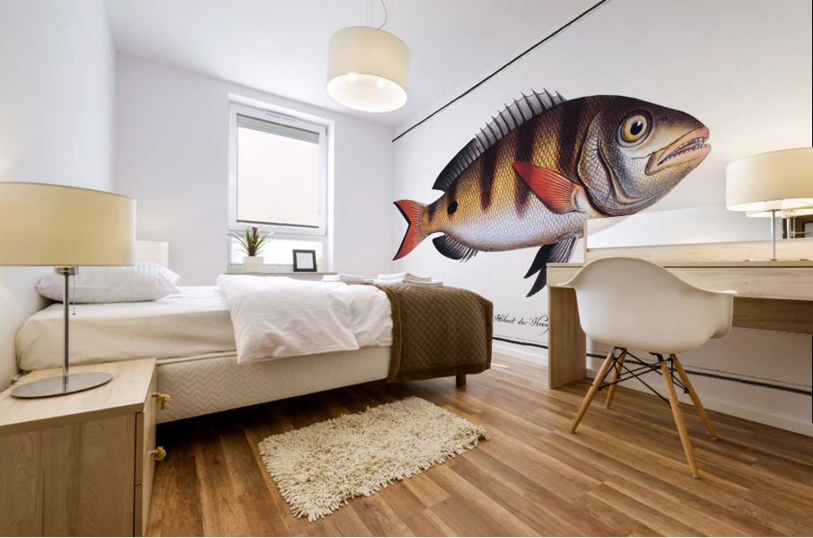 Annular Gilt-head Sparus annularis Mural print