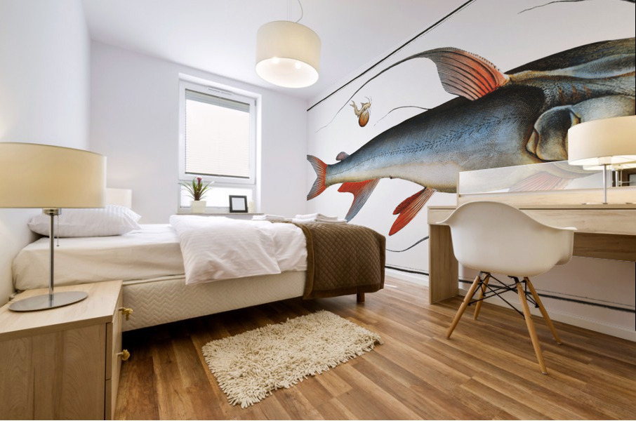 Saltwater Katfish Silurus Bagre Mural print
