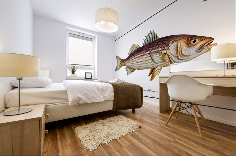 Lineated Umber Sciaena lineata Mural print