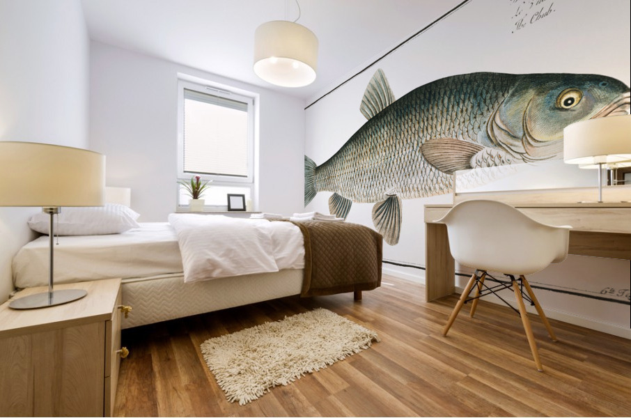 Chub Cyprinus Jeses Mural print