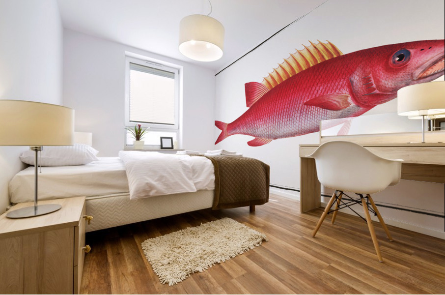 Jaguar Bodianus pentacanthus Mural print