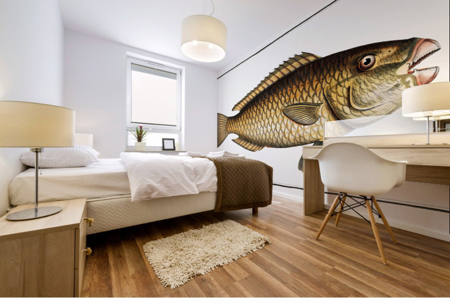 Green Parrot-fish Scarus viridis Mural print