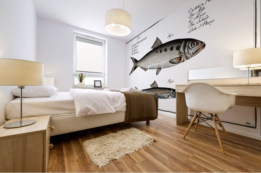 1. Schad Clupea Alosa 2. Anchovy Clupea Encrasicolus Mural print