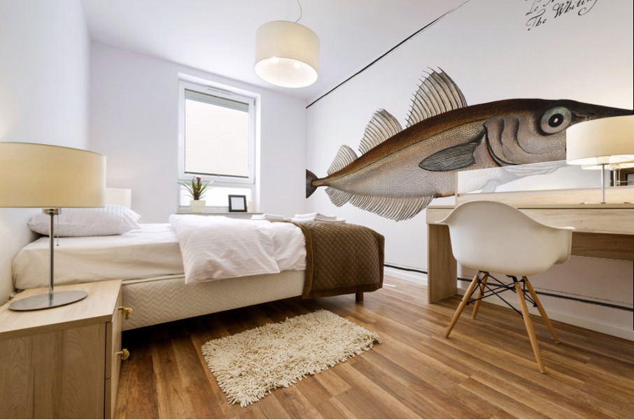 Whiting Gadus Merlangus Impression murale