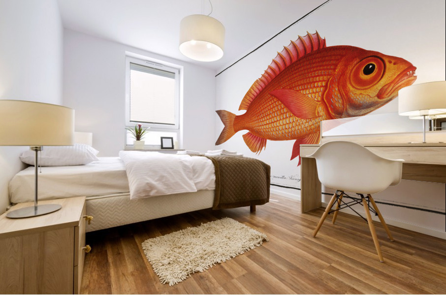 Goggle-eye Sparus macrophthalmus Mural print