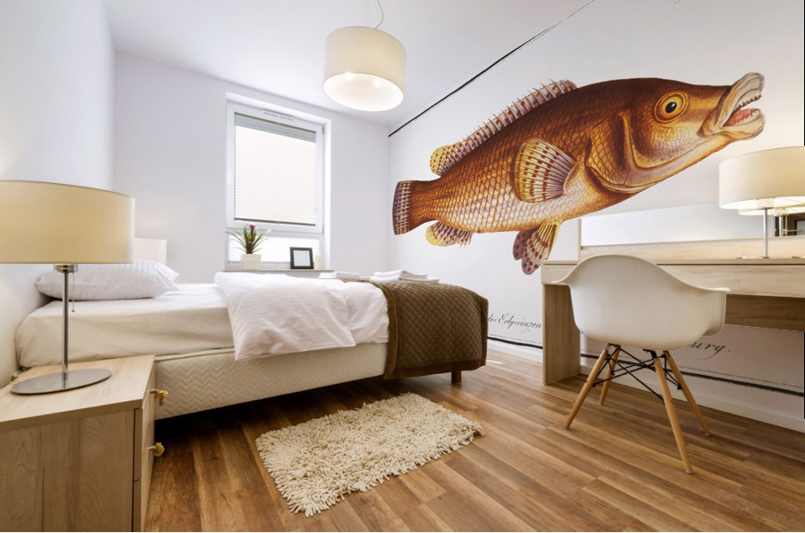 Maculated Wrasse Labrus maculatus Mural print