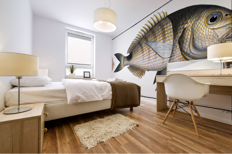 Base Sparus Sargus Mural print