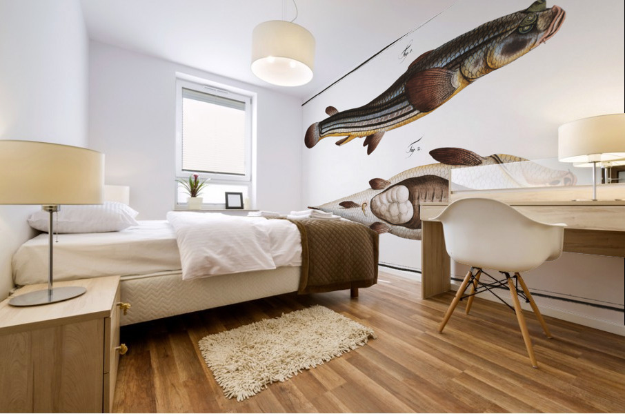 Four-eye Anableps tetrophthalmus Mural print