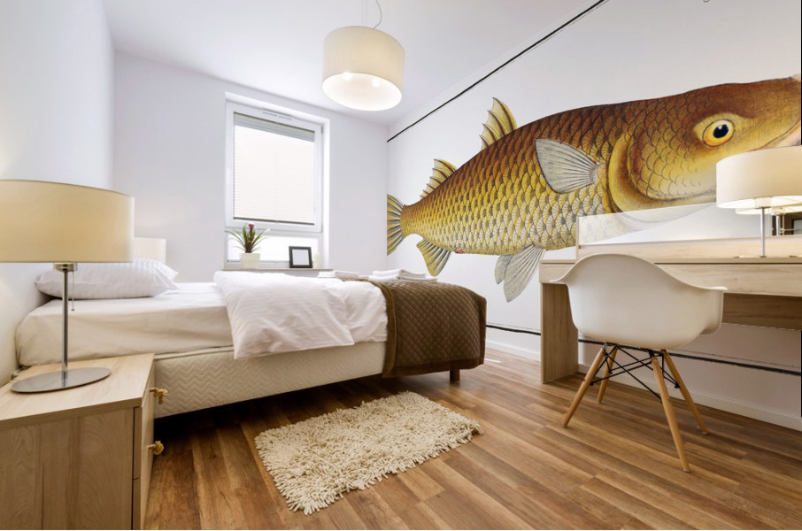 Plumiers Mullet Mugil Plumeri Mural print